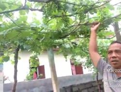 Cuan Lovebird Mojolaban: Fajar Raup Jutaan dari Kicau Sukses
