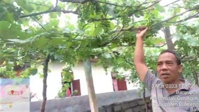 Cuan Lovebird Mojolaban: Fajar Raup Jutaan dari Kicau Sukses