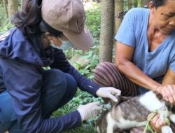 Kekacauan akibat gigitan anjing liar di Banyuning Buleleng Bali, belasan korban terluka