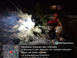 Pohon Kapuk Tewaskan DEB di Ungasan Bali, Luka Parah di Kepala