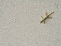 Cukup gantung bahan ini, cicak tak berani masuk rumah