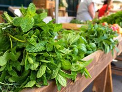 Mint Mastery: 4 Aussie Tea & Recipe Essentials