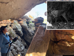 Tasmanian Tiger: Extinction Questioned by Cave Find