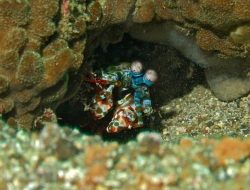 6 Fakta Unik Udang Sentadu, Si Alien Laut!
