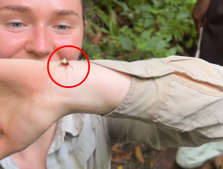 Aussie explorer holds breath for world-first rare creature photo