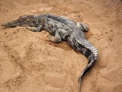5 Fakta Menarik Buaya Senyulong, Hewan Pemalu dengan Mulut Panjang
