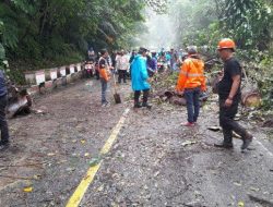 Jalan Sea-Warembungan Minahasa Kembali Dibuka Setelah Pohon Tumbang