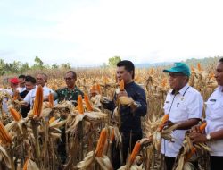 Kelompok Tani Sehati Panen Jagung Bersama Kapolres TTU Eliana Papote, Minta Dukungan Sumur Bor