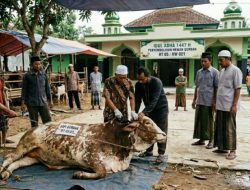 Cek Fakta: Benarkah Menag Larang Sembelih Hewan Kurban? Ini Kata Kemenag