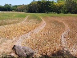 Bupati Bulukumba Minta ASN dan Petani Waspadai Dampak El Nino