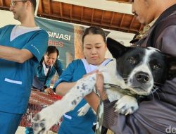 Vaksinasi Massal di Mendoyo Bali, Enam Tim Geruduk Lawan Rabies