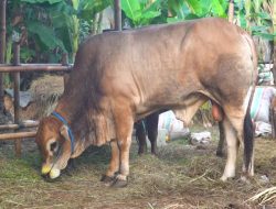 Sapi Darwin Peternak Pasangkayu Jadi Pilihan Presiden Prabowo untuk Kurban Idul Adha