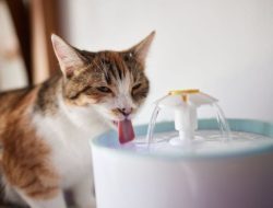3 Jenis Mangkuk Air untuk Meningkatkan Minum Kucing