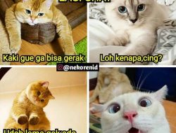 25 foto kucing lucu dan menggemaskan