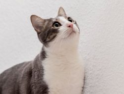 Kucing Menatap Dinding? Ini Penyebabnya!