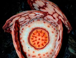 Rafflesia hasseltii di Jalur Harimau: Peran Hewan Buas dalam Perlindungan Spesies Langka