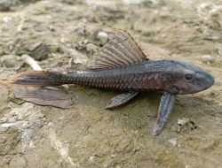 Mengapa Ikan Sapu-Sapu Sulit Dihilangkan? Ini Penjelasannya!