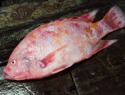 5 Ikan Terkenal Asing yang Mungkin Belum Kamu Ketahui