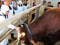 Jawa Timur siap Idul Adha 2026: Stok Sapi dan Kambing Melimpah