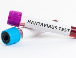 Dua Warga Singapura Diisolasi Akibat Hantavirus