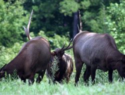 5 Fakta Menarik tentang Elk, Rusa Besar dengan Suara Mengerikan