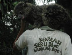 Taman Safari Ikut Lelang Kelola Bandung Zoo