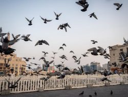 Studi: Burung Kota Lebih Suka Pria