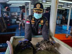 Karantina Kepri: 11.735 Ikan Natuna Senilai Rp 1,2 Miliar Masuk Pasar Hongkong