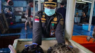 Ikan Natuna ke Hongkong