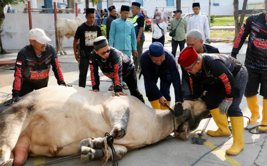 Hewan Kurban Pemko Batam
