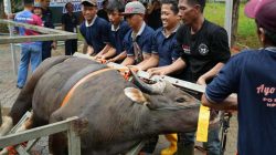 BP Batam Sembelih Hewan Kurban