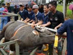 BP Batam Sembelih 33 Hewan Kurban di Idul Adha 1447 H