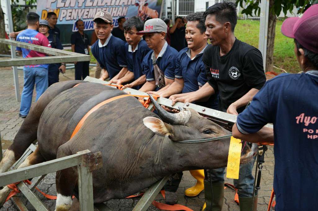 BP Batam Sembelih Hewan Kurban