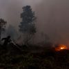 Sumatra Membara: Ancaman Karhutla 2019 Kembali Mengintai