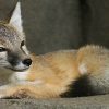 7 Fakta Unik Rubah Terkecil: Si Kucing Hutan