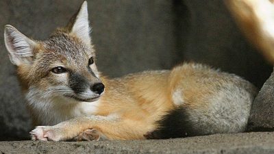 7 Fakta Unik Rubah Terkecil: Si Kucing Hutan