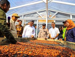 Kemensos Berdayakan Ratusan Petani Kakao Ende