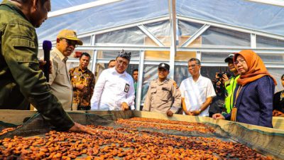 Kemensos Berdayakan Ratusan Petani Kakao Ende