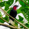 5 Fakta Unik Burung Buah Tenggorokan Ungu
