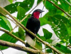 5 Fakta Unik Burung Buah Tenggorokan Ungu