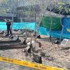 Kronologi pria aniaya adiknya hingga tewas di Jombang, bumbu pecel jadi pemicu