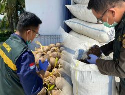 Nilainya Rp 1,2 M, Puluhan Ribu Kelapa dan Cengkeh Natuna Dikirim ke Berbagai Daerah