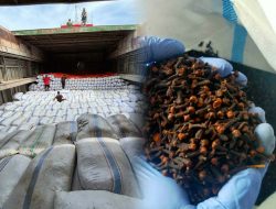 Karantina Kepri: 188,7 Ton Cengkeh Natuna yang Dikirim ke Semarang Bebas Hama