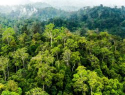 Hutan Lindung Kuansing Kembali Dirusak PETI, Air Sumur Warga Menghitam