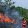 Puncak kemarau tiba: BPBD Samarinda tingkatkan antisipasi, 22 kebakaran lahan terjadi sejak awal tahun