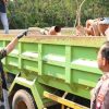 Aktivitas Tambang Pasir Ilegal di Nongsa Batam Kena Gerebek, 3 Orang Ditangkap