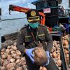 80 Ribu Bibit Kelapa Natuna Dikirim ke Bintan, Karantina Kepri: Dijamin Bebas Hama