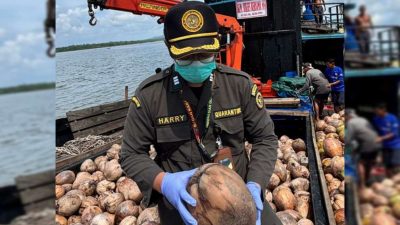 80 Ribu Bibit Kelapa Natuna Dikirim ke Bintan, Karantina Kepri: Dijamin Bebas Hama
