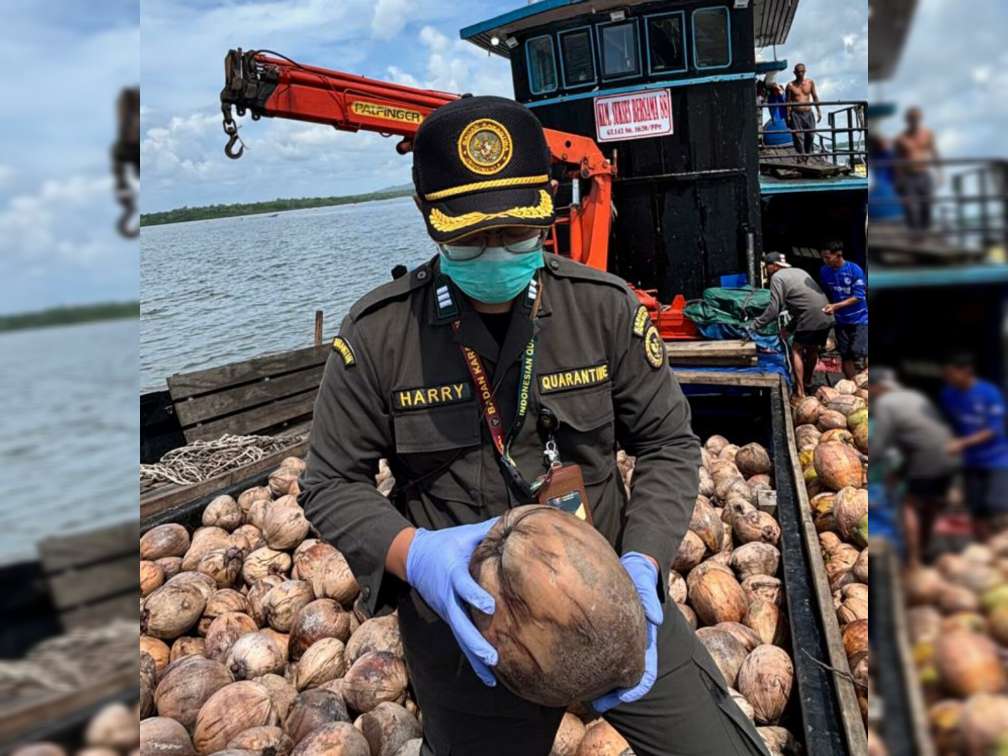Kelapa Natuna