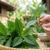 Khasiat Daun Keji Beling Ternyata Ampuh Luruhkan Batu Ginjal, Begini Cara Mengolahnya